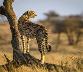 75 Tage Savannah-Expedition, Serengeti-Migration und Big-5-Safari in Tansania ab Sansibar - Photo 1