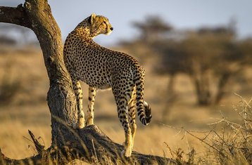 5 jours expédition dans la savane, migration du Serengeti et safari Big Five au départ de Zanzibar, Tanzanie