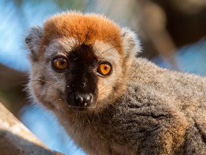 14 Day Western Madagascar Safari