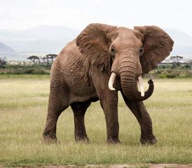 5 Day Best of Maasai Mara, Lake Nakuru, and Lake Naivasha National Parks Safari in Kenya - Photo 2