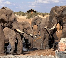 4 jours safari découverte aux chutes Victoria et au parc national de Hwange avec Chobe, Zimbabwe et Botswana - Photo 5