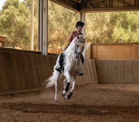 8 Tage Reiturlaub für Spring- und Dressurpferde auf Mallorca, Balearen, Spanien - Photo 2