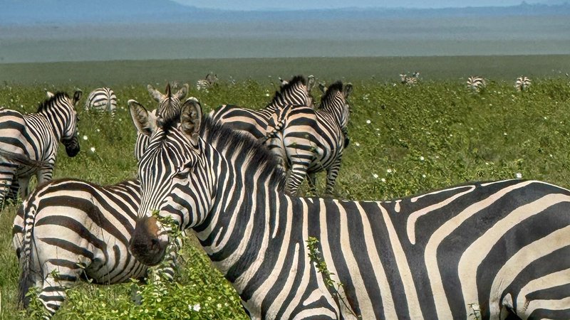 9 Day Magical Masai Mara, Lake Nakuru, Serengeti, and Ngorongoro Safari in Kenya and Tanzania