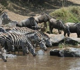 16 Tage Wildtierabenteuer und tropischer Strandurlaub: Tansania-Safari und Sansibar-Erlebnis - Photo 3