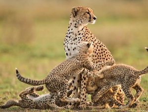2 Day Tanzania Family-Friendly Budget Safari at Mikumi National Park