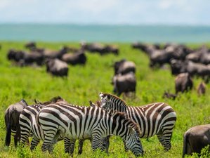 8 Day Classic Safari Tarangire, Serengeti, Ngorongoro Crater, Manyara Village in Tanzania