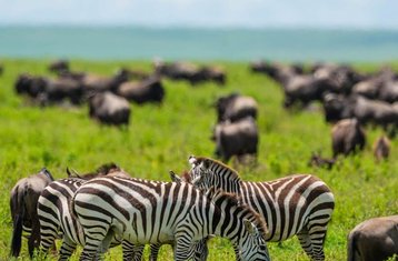 8 Day Classic Safari Tarangire, Serengeti, Ngorongoro Crater, Manyara Village in Tanzania