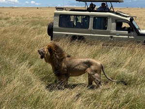 6 Day Best of Kenya Safari at Maasai Mara, Lake Nakuru, and Amboseli