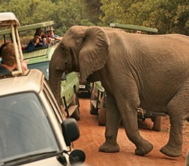 74 jours en stage du meilleur du safari du circuit nord à Tarangire, Serengeti et Ngorongoro, Tanzanie - Photo 1