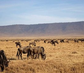 7-Daagse Budget Kampeersafari in Tanzania: Tarangire, Manyara, Serengeti en Ngorongoro - Photo 5