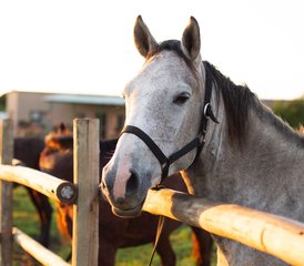 15 jours en stage d’équitation : Échappez à l’ordinaire, reconnectez-vous avec les chevaux sur la Wild Coast, Afrique du Sud - Photo 3
