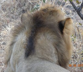 3 jours en stage dans le parc national de Nyerere (ancienne réserve de Selous) en hébergement privé de gamme moyenne en Tanzanie - Photo 5