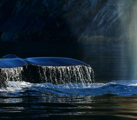 5 jours glamping & observation des baleines, île Swanson, Canada - Photo 5