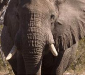 311 Tage Namibia Big-5 Wildtier-Safari mit Chobe Nationalpark Tour - Photo 1