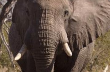 11 días de safari de los 5 grandes y la fauna salvaje de Namibia con visita al Parque Nacional Chobe
