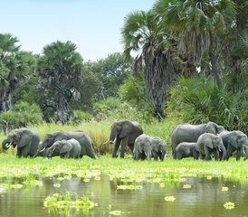 93 días de safari en la reserva de fauna salvaje de Selous desde Dar es Salaam - Photo 1