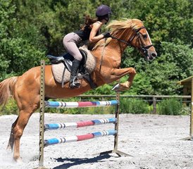 8 Day Adapted Horse Jumping Training (hunter style) with Outdoor Rides in Mimizan, Landes, France - Photo 2