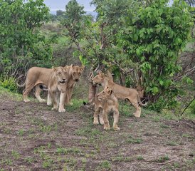 6 Tage Tansania-Safari im Mikumi-Nationalpark und Ruaha-Nationalpark - Photo 3