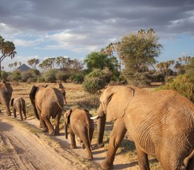 5 Tage 4x4-Jeep-Safari in Kenia durch die Aberdare-Berge, das Ol-Pejeta-Schutzgebiet und das Samburu-Reservat - Photo 3