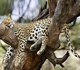 7-Daagse Treetops Safari in Aberdare, Samburu, Lake Nakuru en Masai Mara Tour in Kenia - Photo 2
