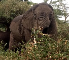 85-Daagse Tanzania Groepssafari met Masai Boma Bezoek - Photo 1