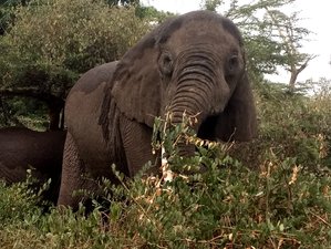 5 Day Tanzania Group Joining Safari with Masai Boma Visit