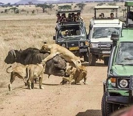 13 Tage Kilimandscharo, Serengeti, Ngorongoro, Tarangire Safari mit Wanderung in Tansania - Photo 4