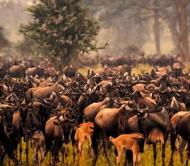 1110 jours en stage de safari combiné au Kenya et en Tanzanie – Big Five, Serengeti et Maasai Mara - Photo 1