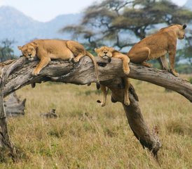 10 días de safari desde el lago hasta el océano en Kenia - Photo 5