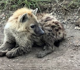 3 jours safari mémorable au Kenya dans le parc national d’Amboseli - Photo 3