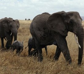 12 jours en stage de safari à Lake Nakuru, Masai Mara, Serengeti, Lake Manyara et plus au Kenya et en Tanzanie - Photo 5