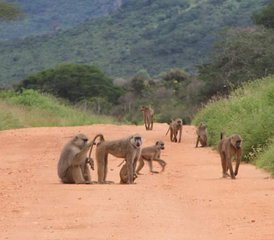 4 jours en stage de safari à travers Tsavo Est, Amboseli et Tsavo Ouest au Kenya - Photo 5