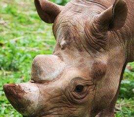 6 jours safari Best of Kenya et Tanzanie – découverte de la faune et de la culture de l’Afrique de l’Est - Photo 2