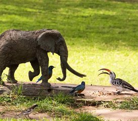 9 días de safari de lujo en Kenia en Nairobi, Amboseli, Masái Mara y el lago Nakuru - Photo 4