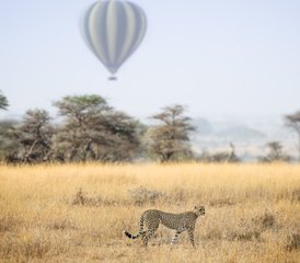 10-Daagse Spectaculaire Safari in De Beste Nationale Parken van Tanzania - Photo 4