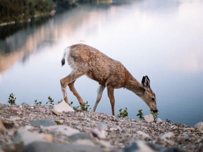 12 Day Canadian Rockies Guided Motorcycle Tour: A Pure Slice of Wild and Primal Nature photo 10