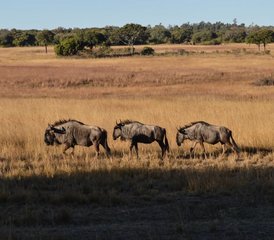 3-Daagse Safari in Tarangire Manyara en Ngorongoro Krater Tanzania - Photo 2