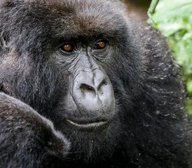3 días de safari de rastreo de gorilas en Ruanda en el Parque Nacional de los Volcanes - Photo 5