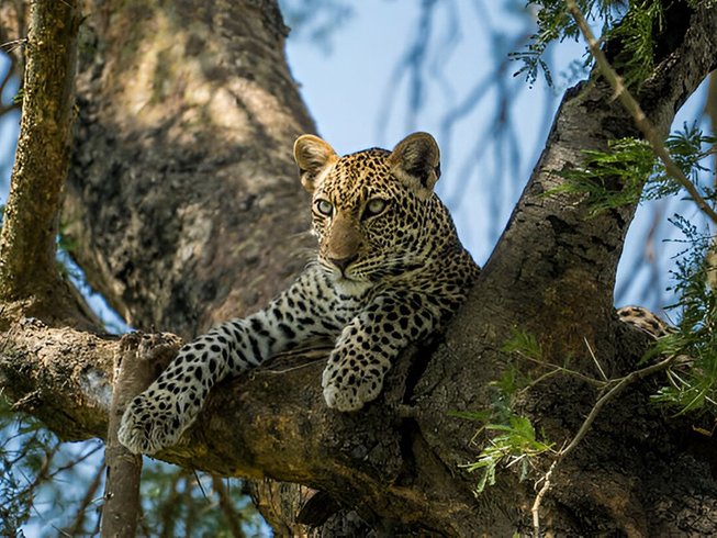 8 Day Safari Experience With Gorilla, Chimps, and the Big Five in Uganda - photo 3