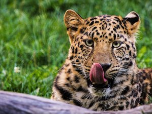 Safaris de leopardos