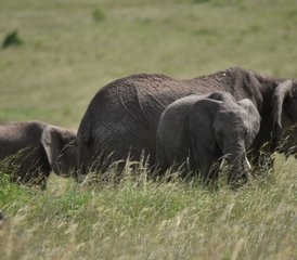 7 Tage Kenia Budget Safari in Masai Mara, Lake Nakuru, Hell's Gate und Amboseli, Kenia - Photo 5