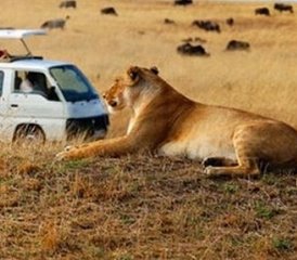 4-Daagse Betaalbare Groepssafari Tour in Lake Nakuru en de Masai Mara, Kenia - Photo 5