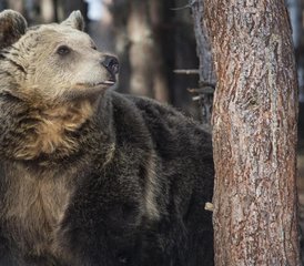 5 jours randonnée équestre vers le sanctuaire des ours dansants, quads et parc d’attractions, Bulgarie - Photo 2