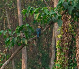 7-Daagse Chitwan Jungle Wildlife Tour in Nepal - Photo 2