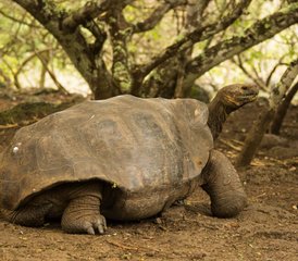 10 Tage Galápagos-Inseln Wellness-Retreat in Ecuador - Photo 2