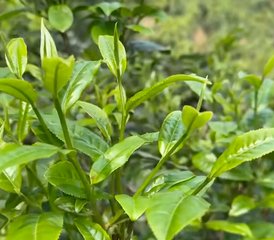 5 Day Tea Plantation with Tantra Yoga Retreat in Xishuangbanna, China - Photo 4
