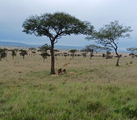 2 jours safari d’exploration à Tarangire et au cratère du Ngorongoro, Tanzanie - Photo 2