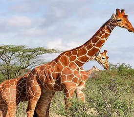 7 Tage Kenia Budget Safari in Masai Mara, Lake Nakuru, Hell's Gate und Amboseli, Kenia - Photo 4