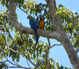 6 Day Ecuadorian Rainforest Exploration in Yasuní National Park with Parrot Clay Lick Visit - Photo 5