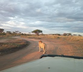 10 jours en stage de safari spectaculaire à Tarangire, Serengeti, Ngorongoro, lac Eyasi et lac Manyara - Photo 5